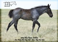 WYO ONE SOCK'S 2014 COLT
